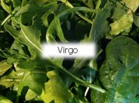 Virgo Lettuce