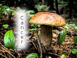 Cancer Mushroom