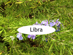 Libra Rosemary