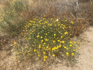 Yellow Wildflowers