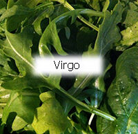Virgo Lettuce
